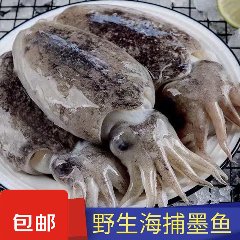 吕四墨鱼 野生海捕鱿鱼 码头源头货新鲜无冰衣