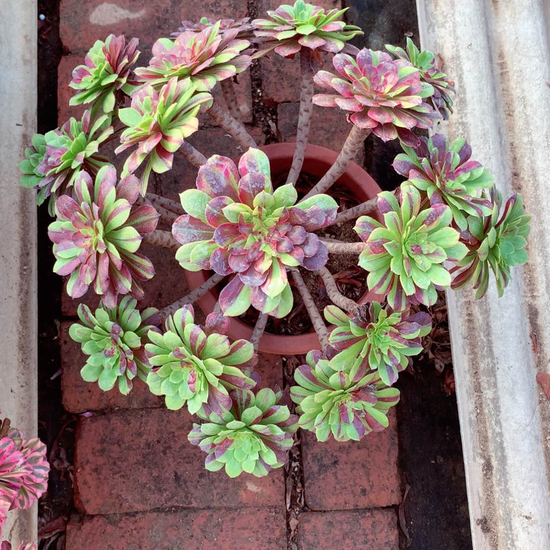 花脸粉黛，多肉植物
