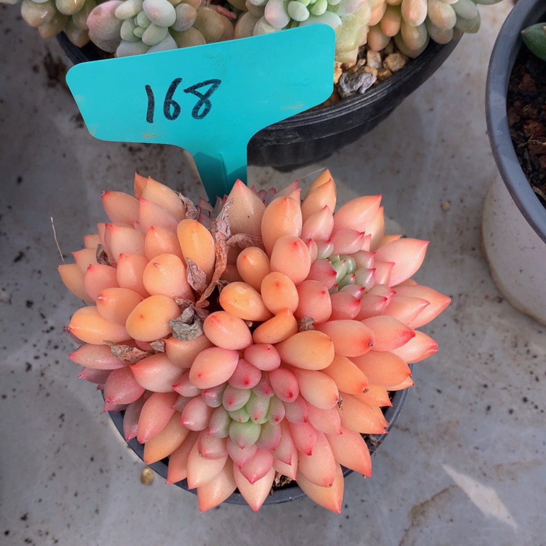 岩字读肉哦哦租黑五72727272