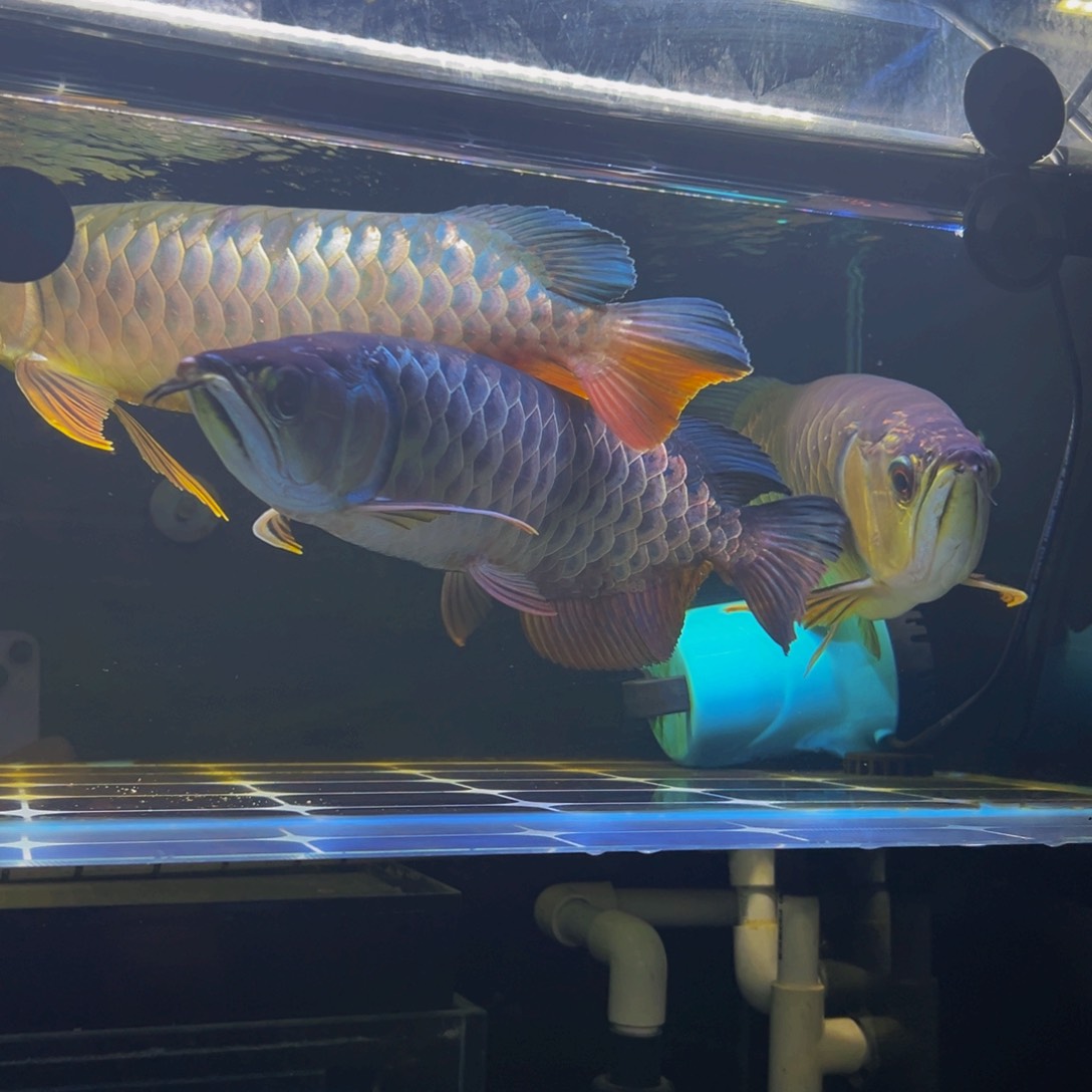 海水鱼锦**材马来西亚古典金龙