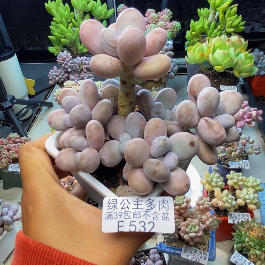 532水光针多肉10c m