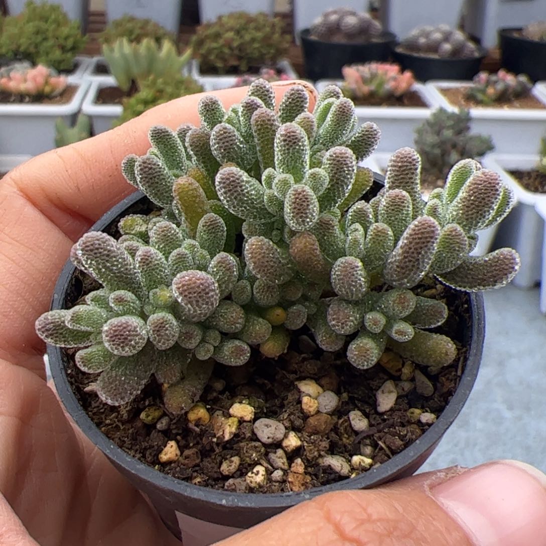 227号粉冰晶3.4多肉