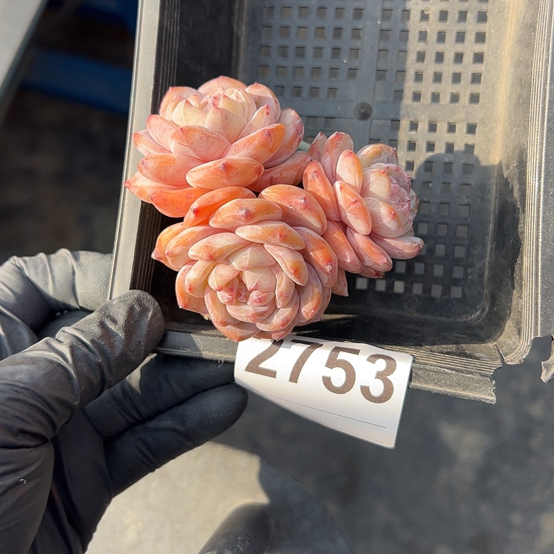 ****林2753，三头星影带盆发的