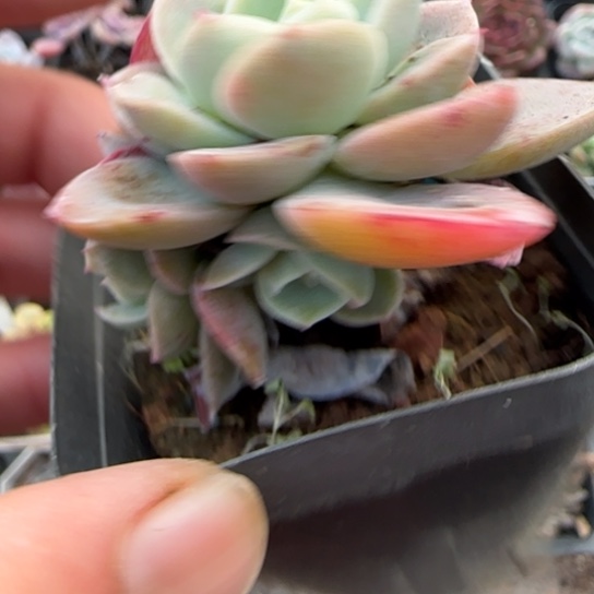 235丝绸面纱多肉植物多