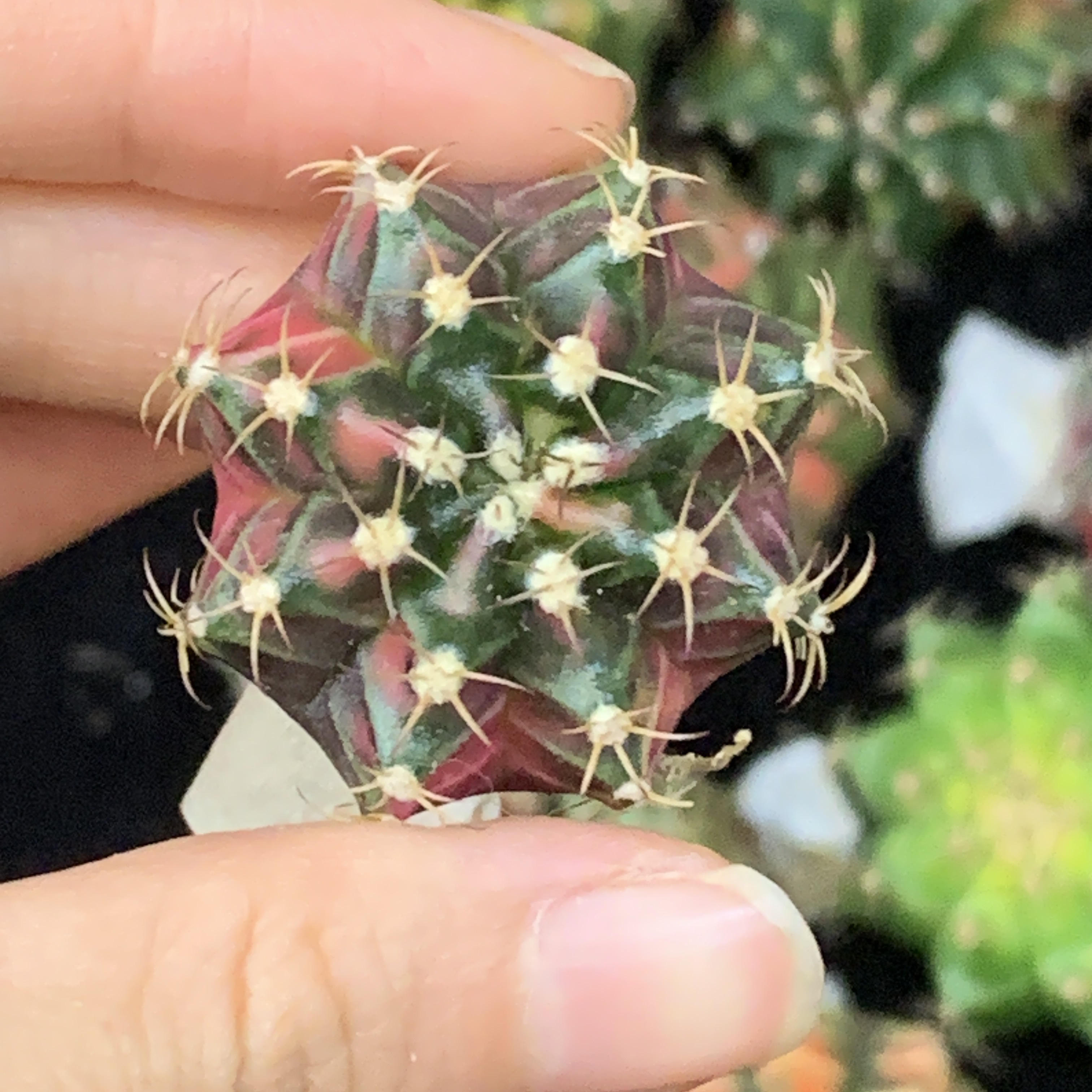 米哈 果冻色一物一拍 脱土