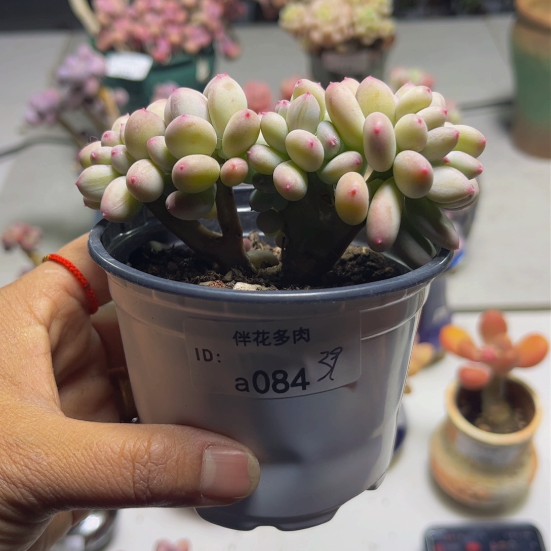 苹果树缀084/10c m