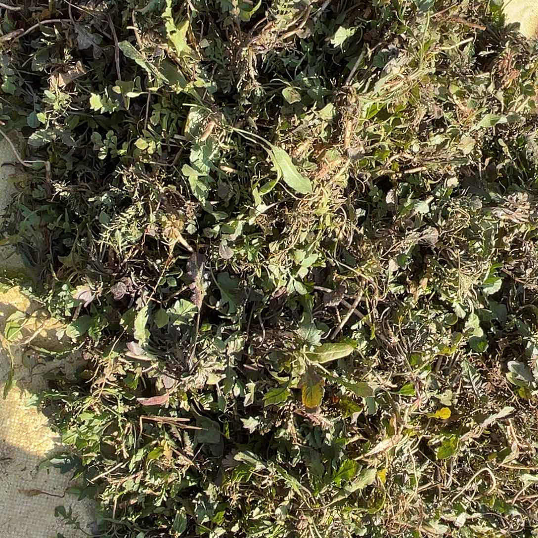 中国大陆野荠菜2.5斤没水洗