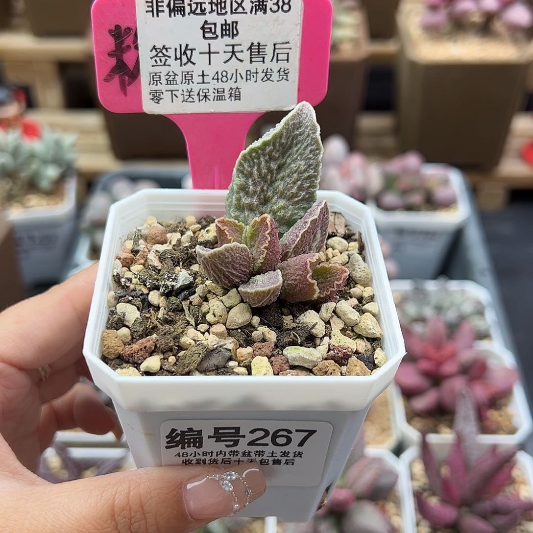 267酒红猪肝多肉植物