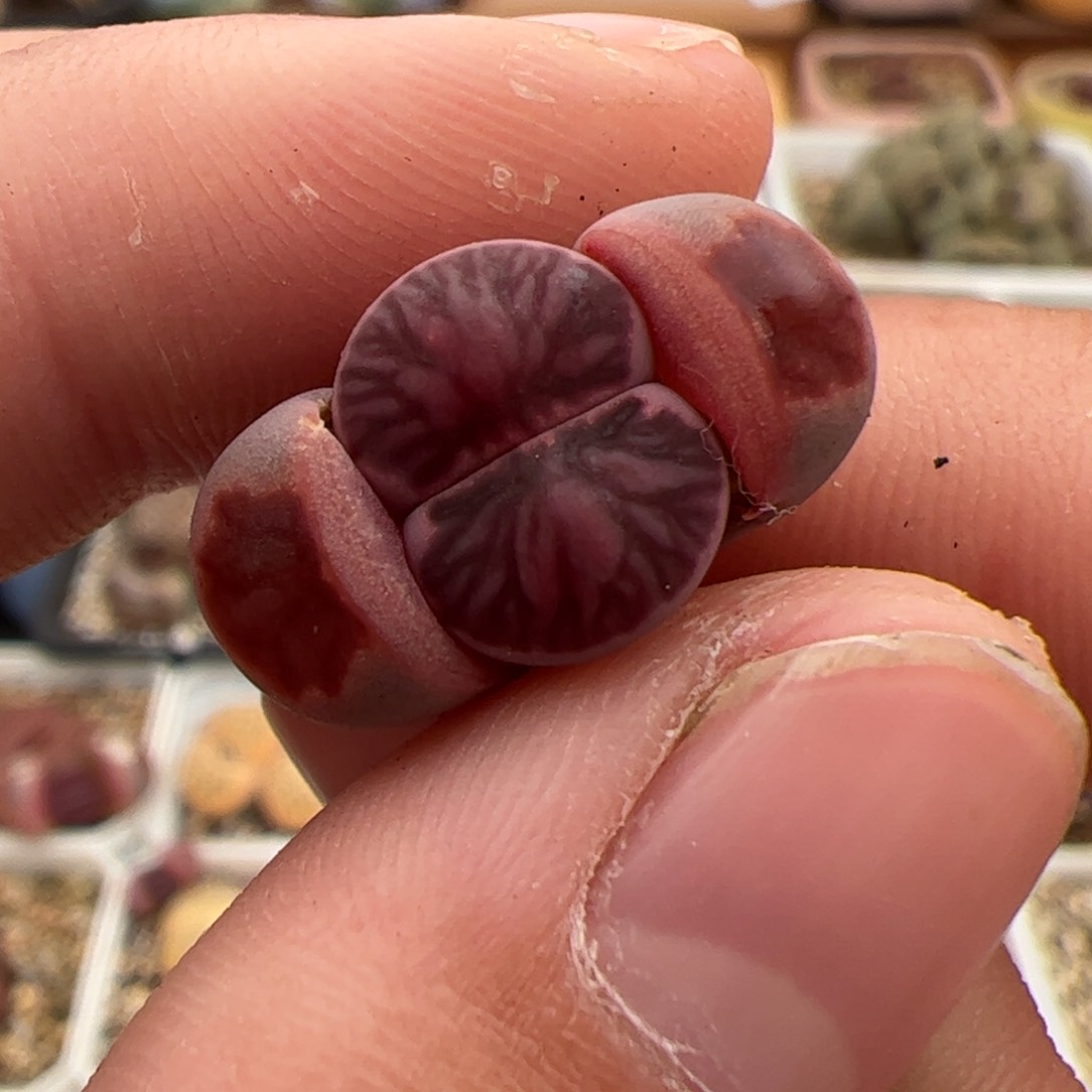 0264号紫菊 多肉植物