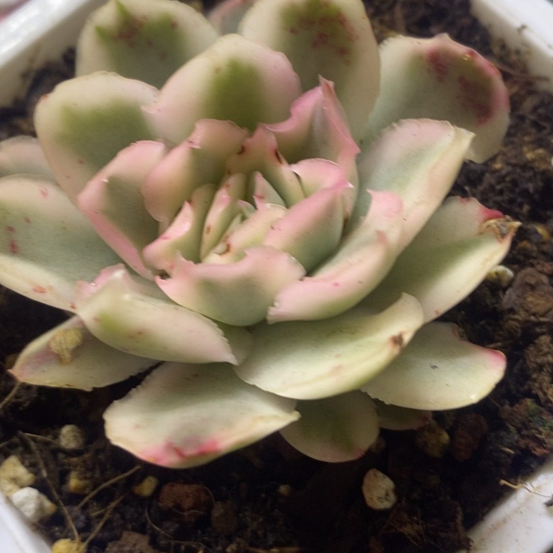 紫蝴蝶锦 多肉植物