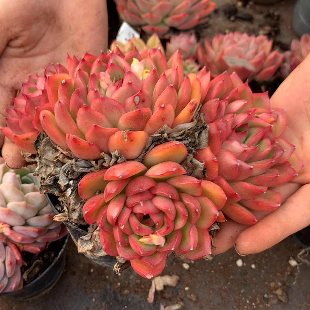 6647杂交多肉植物