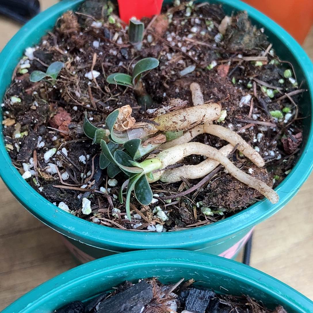 完全开放毛兰开普敦