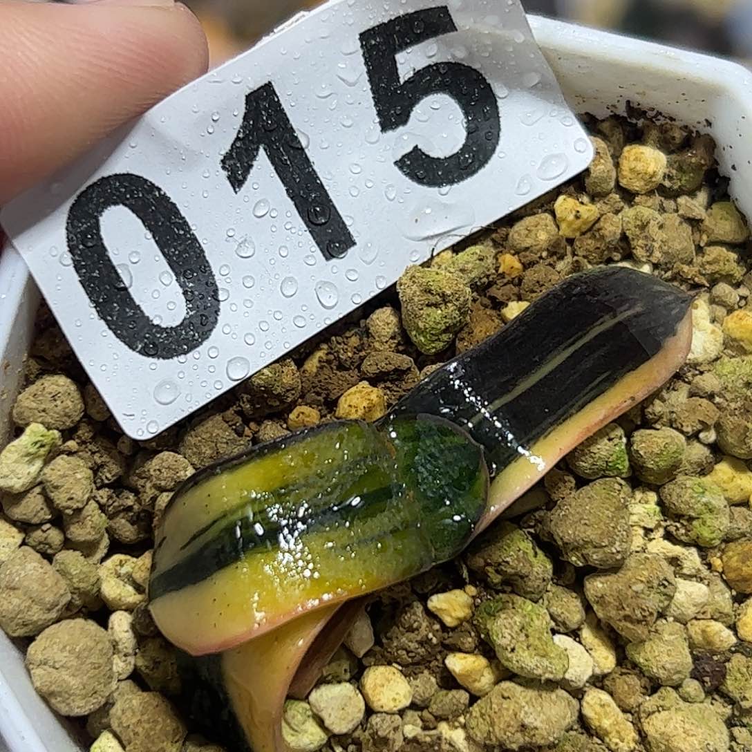 卧牛锦十二卷多肉植物