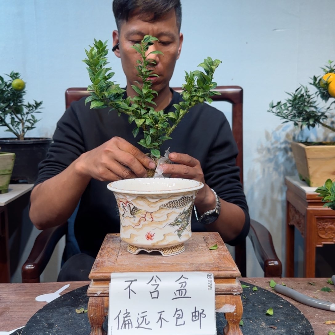 当前无花朵，栽培后可花朵N****就