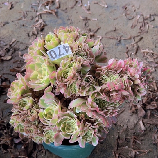 玉***儿多肉植物一个香非