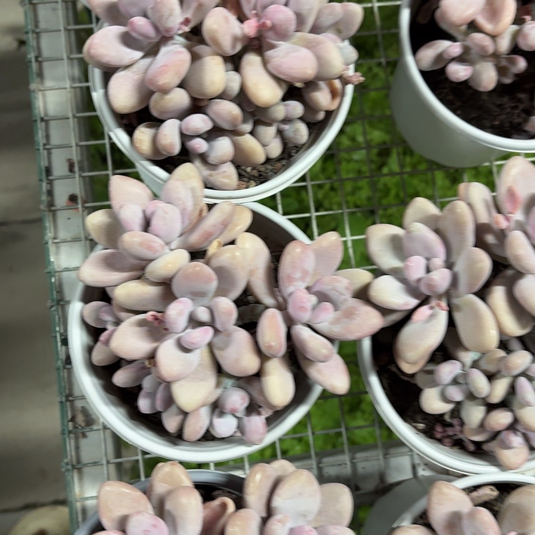 桃蛋大群冠幅13㎝