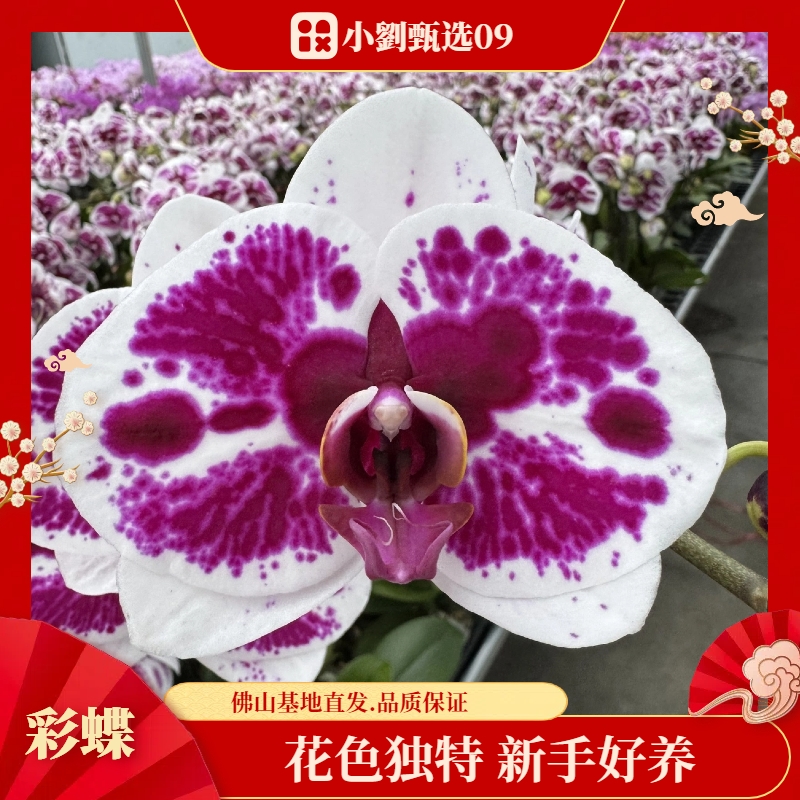 【彩蝶09】精美蝴蝶兰花卉盆栽佛山基地批发直播次日达