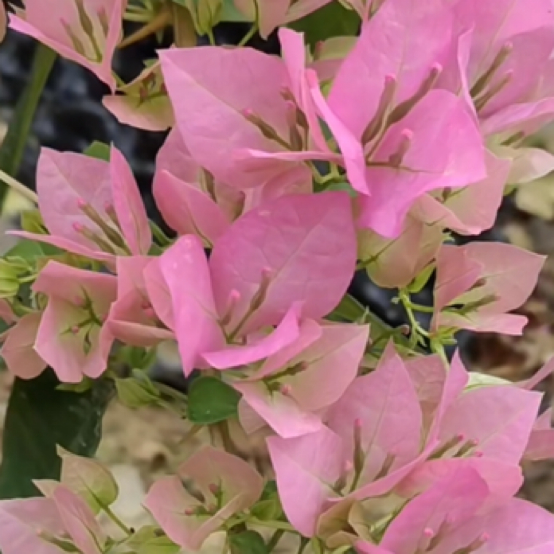 森朴【绿叶水晶】原生扦插袋苗（包花色对版不包售后）