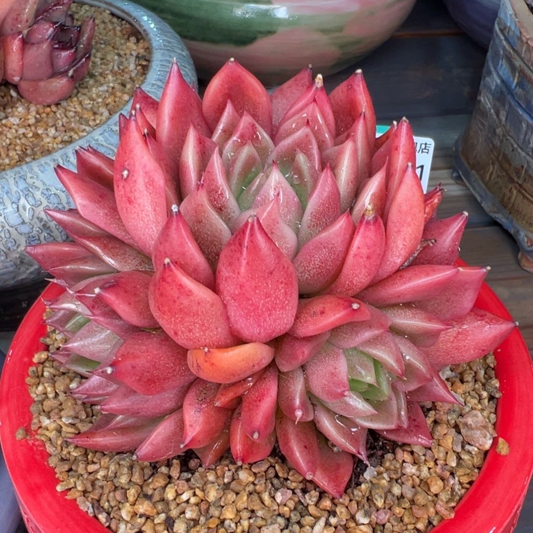 从前慢多肉精选编号0212.391