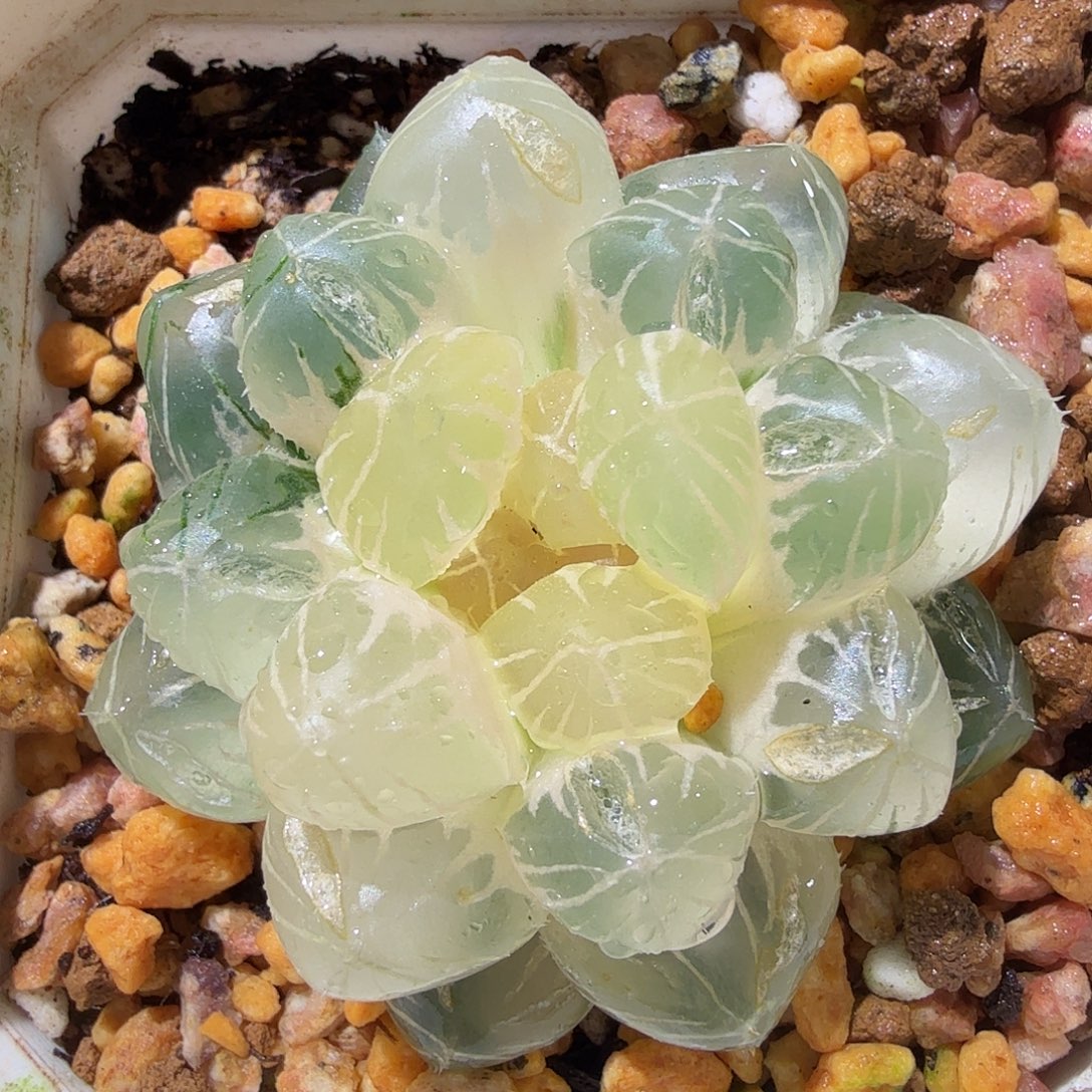 玉露锦，多肉植物。