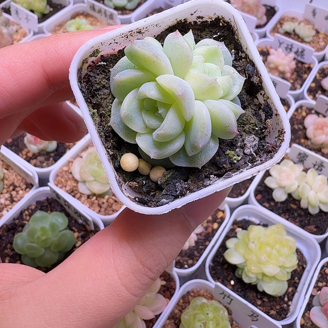 无尽月双头多肉一物一拍