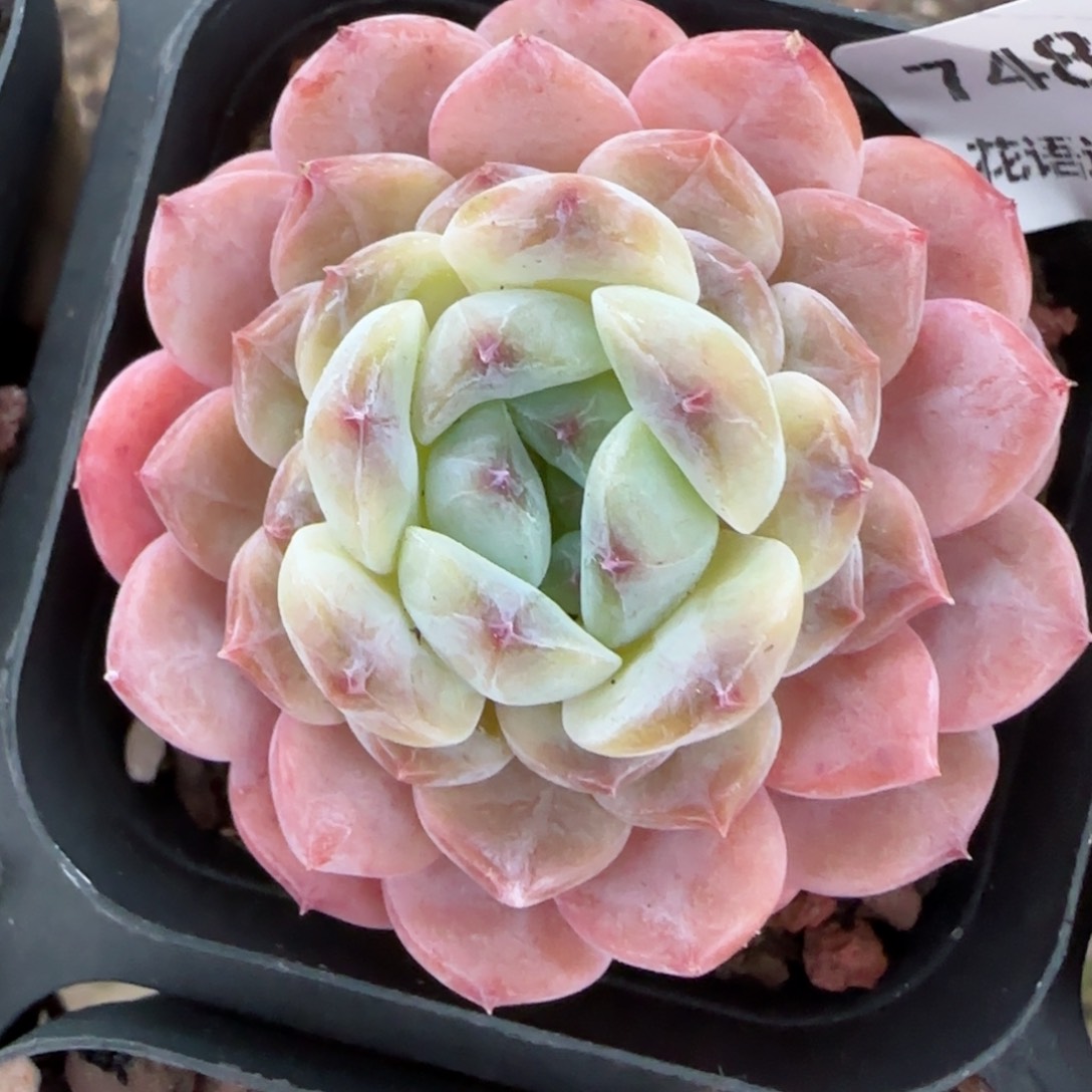 花语逸镜0203-748