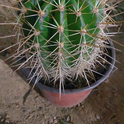 S***郭仙人掌毛花柱一棵