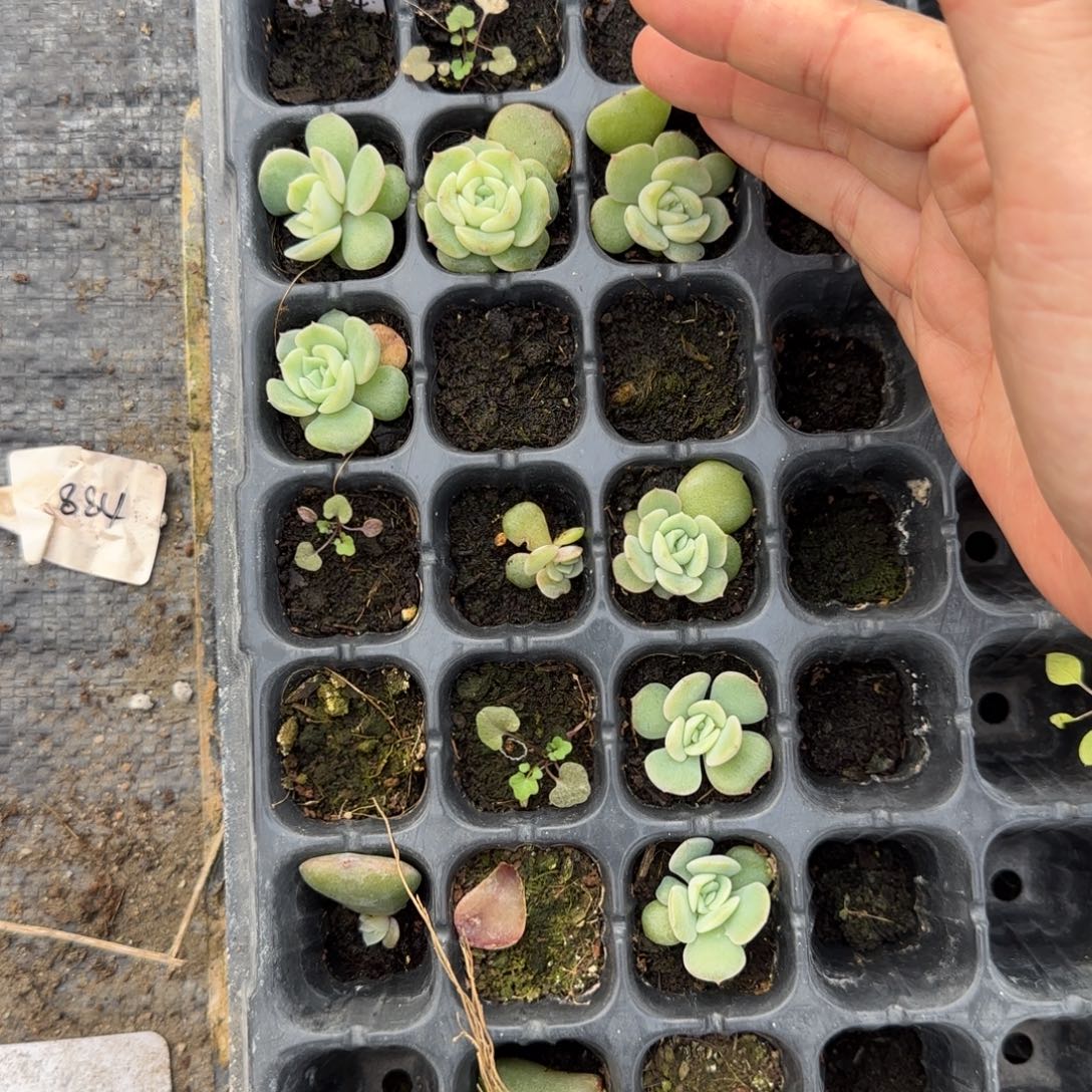 风花521 穴1个满25包邮