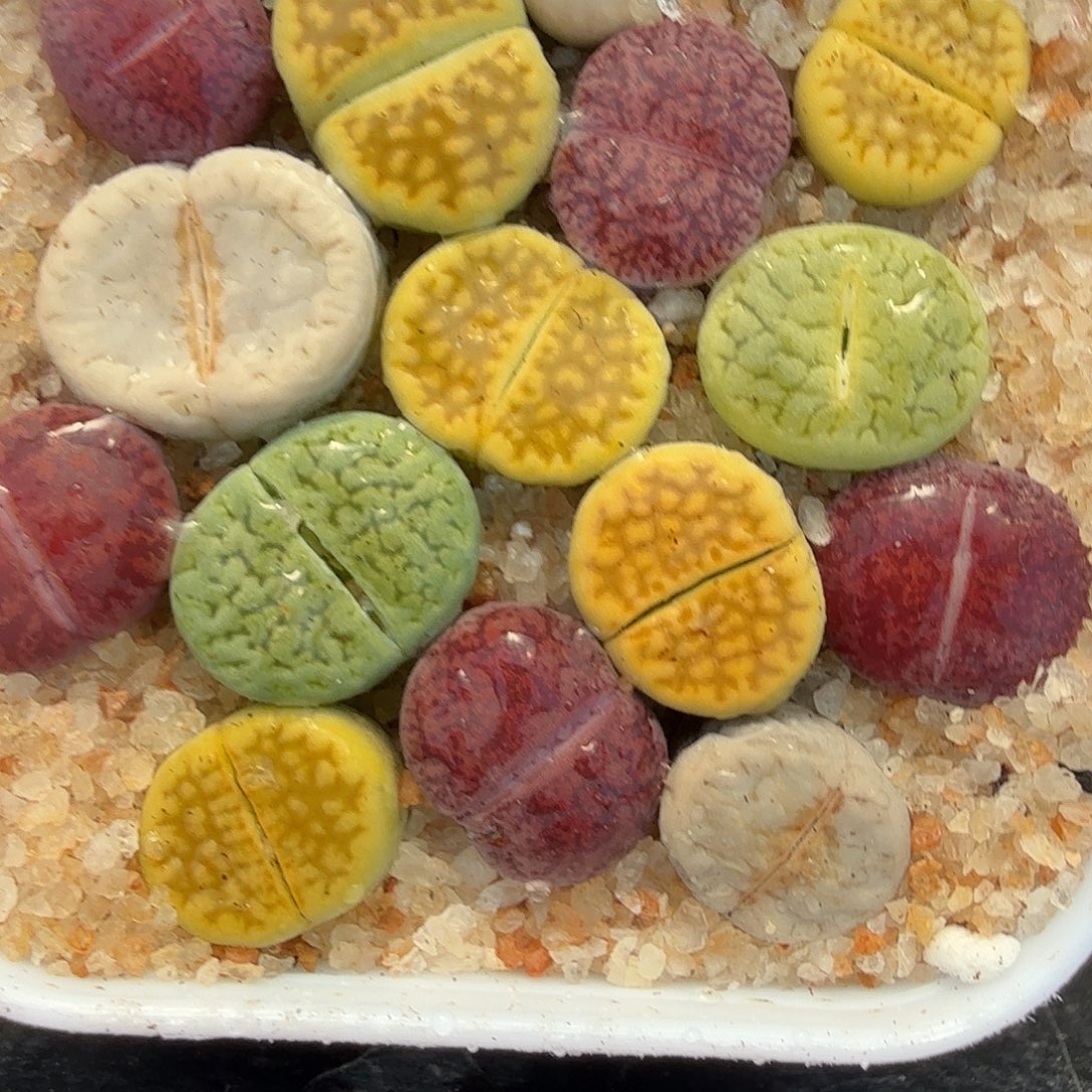 是因为她没有那么想138不