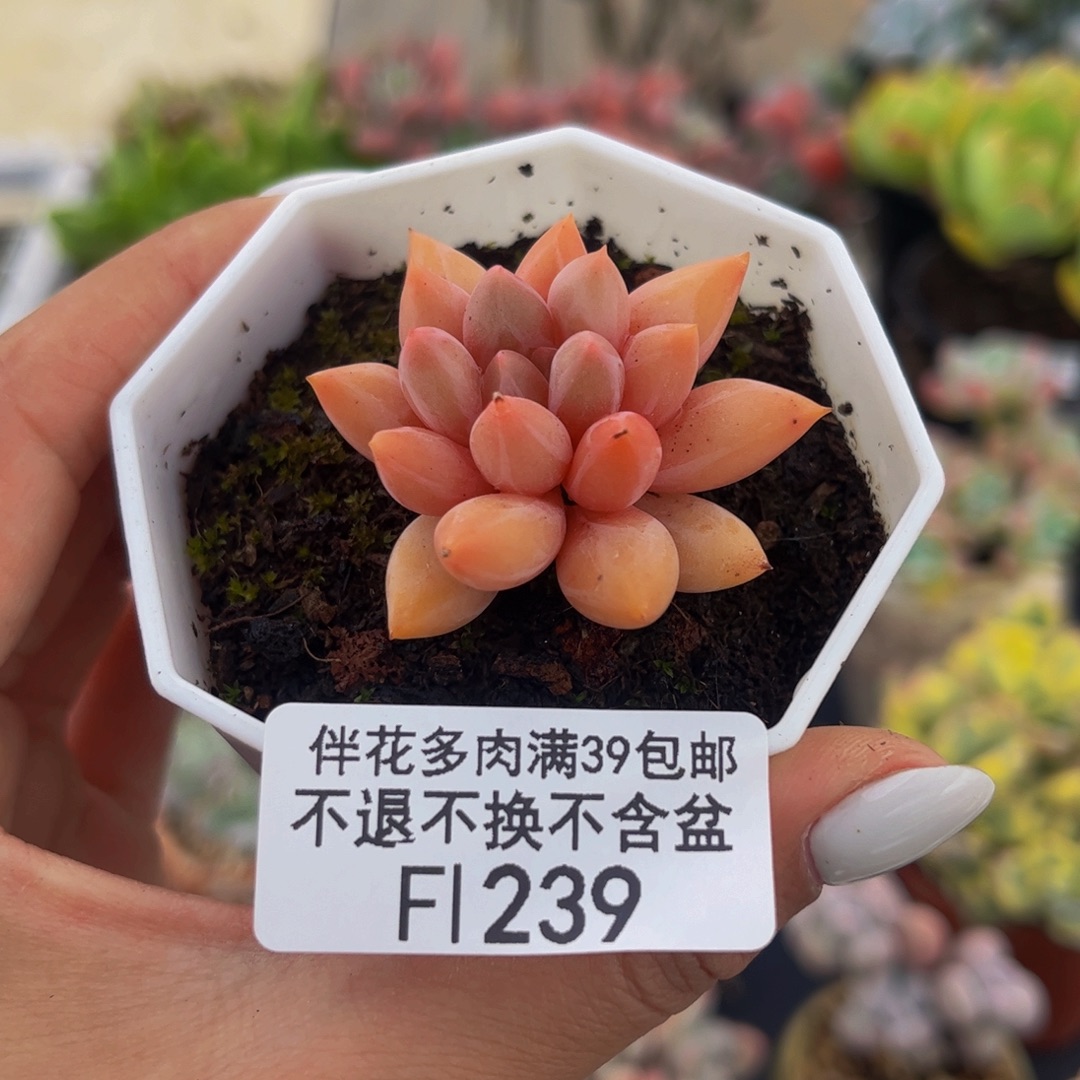 239-车厘子多肉2cm