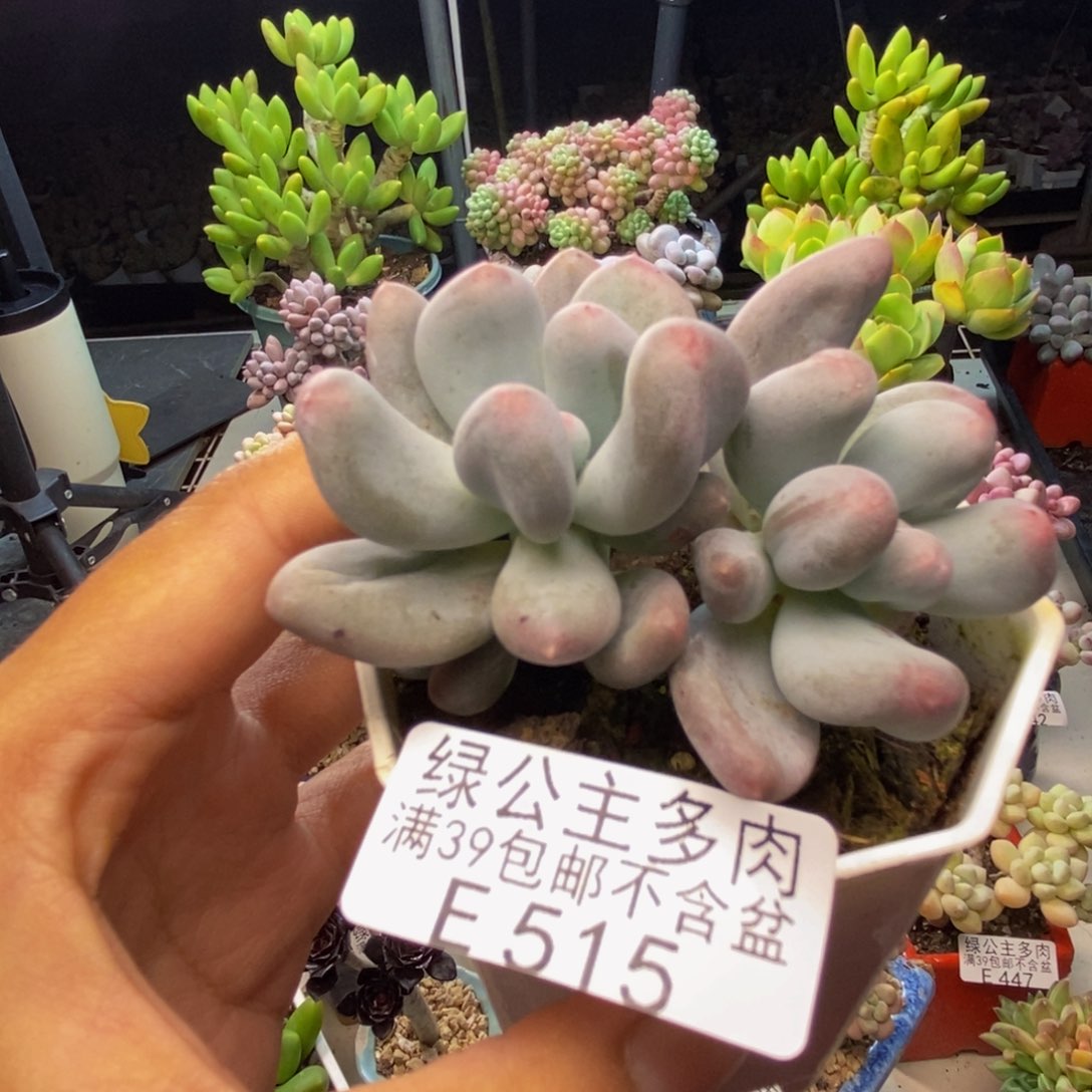 515米可奶多肉6c m