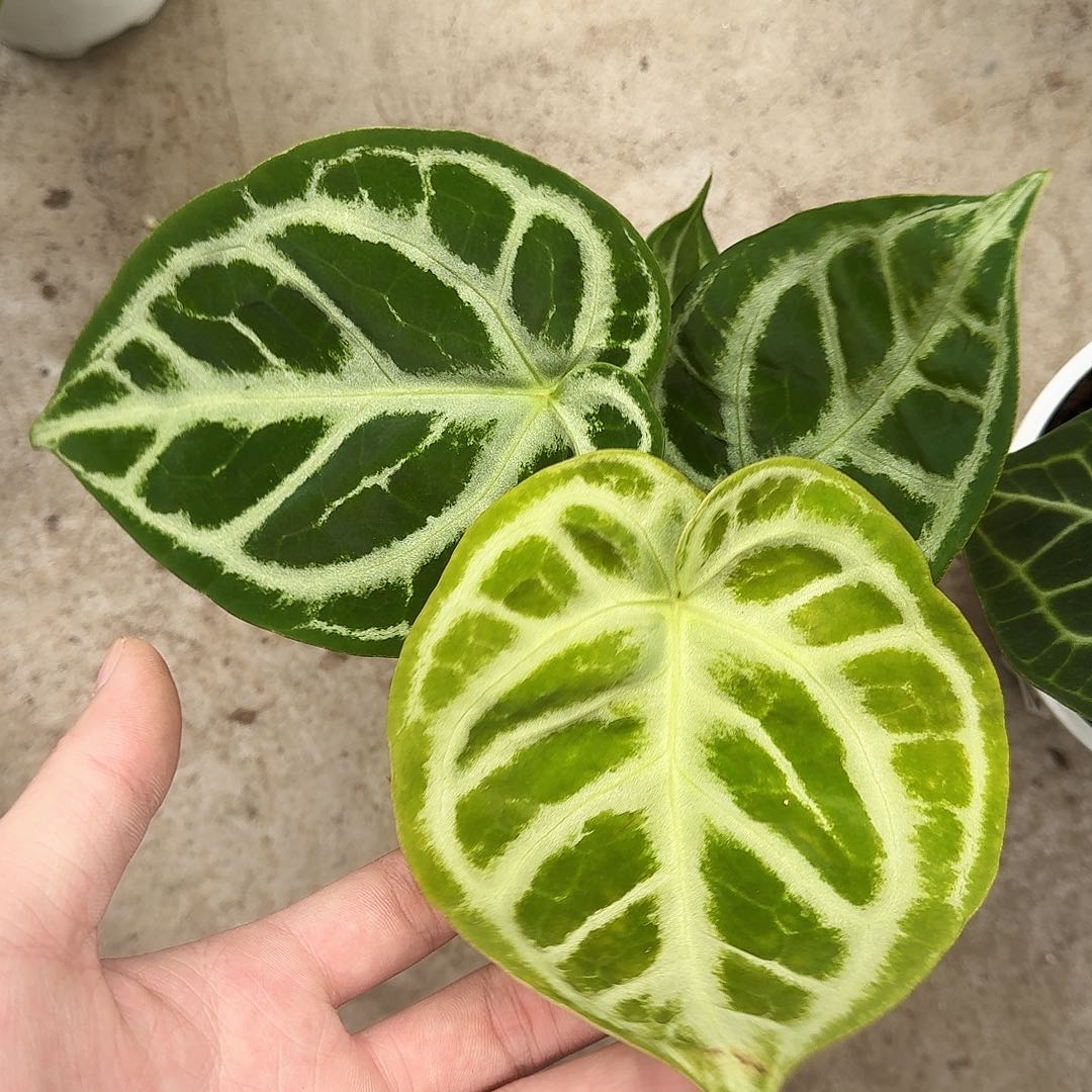 李***请完全开放一物一拍O03