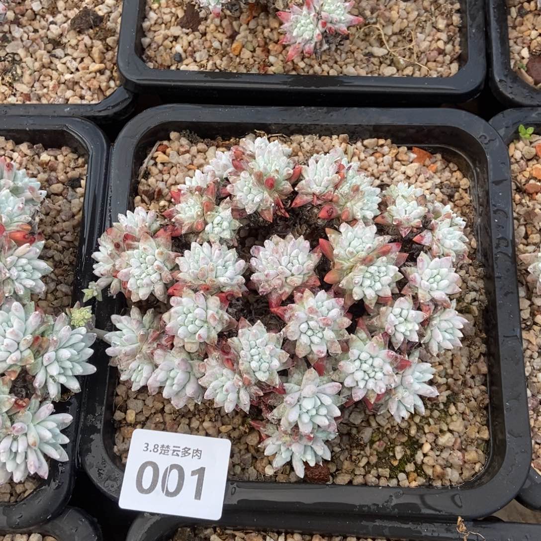 001丸叶白菊多肉植物