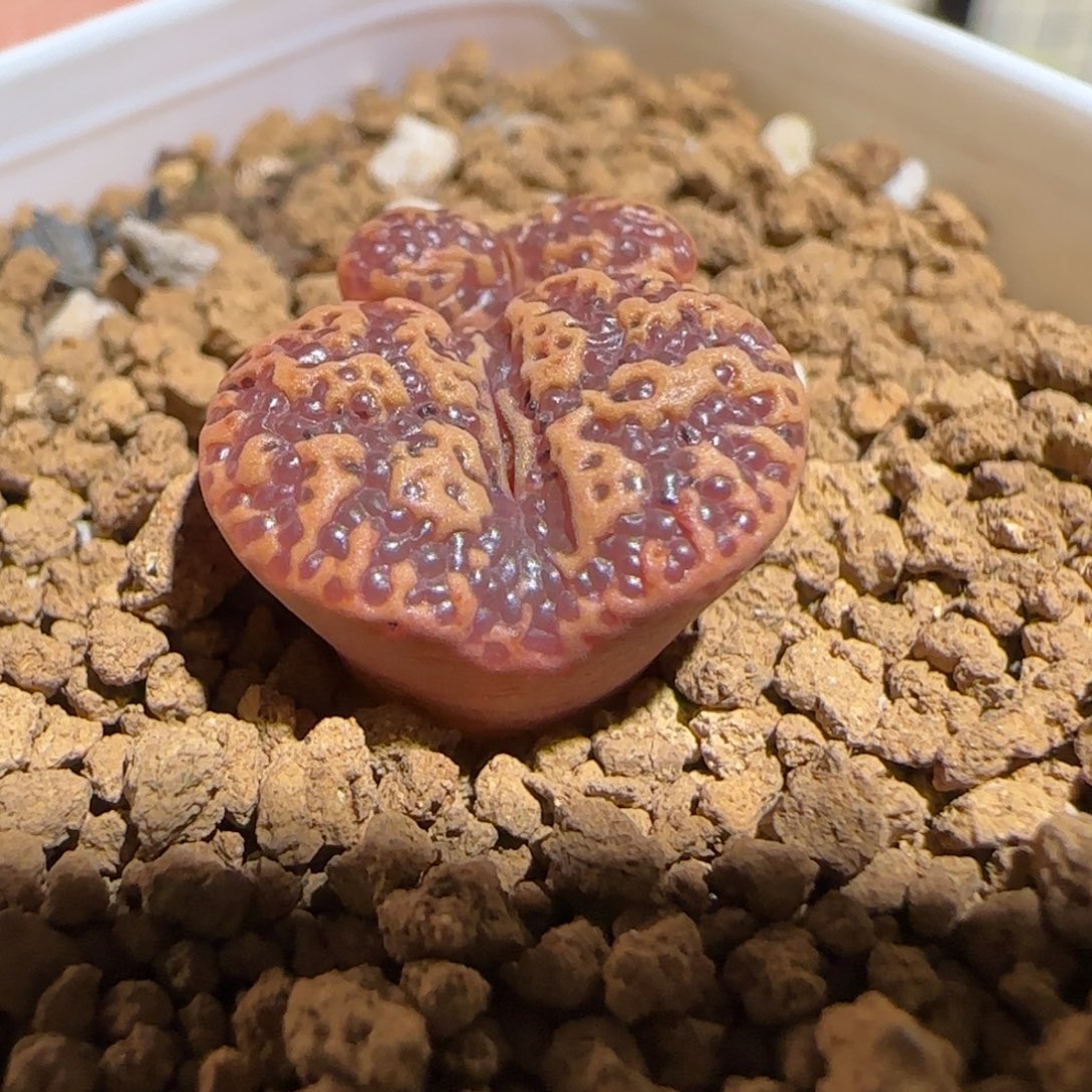 肉锥多肉植物组合-超级泡泡勋225