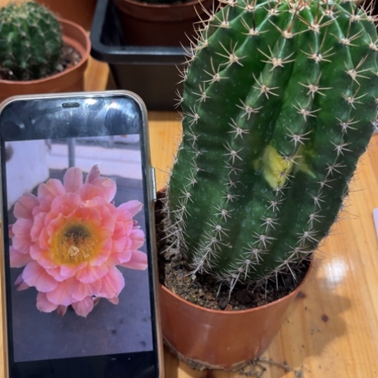 彩草夏娃7公分左右