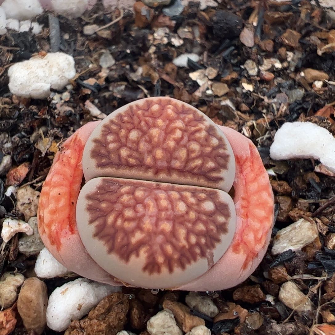 红窗菊多肉植物组合