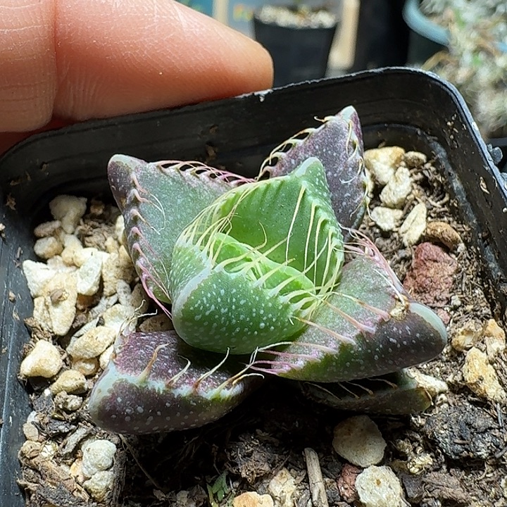 344虎颚脱土发货实生