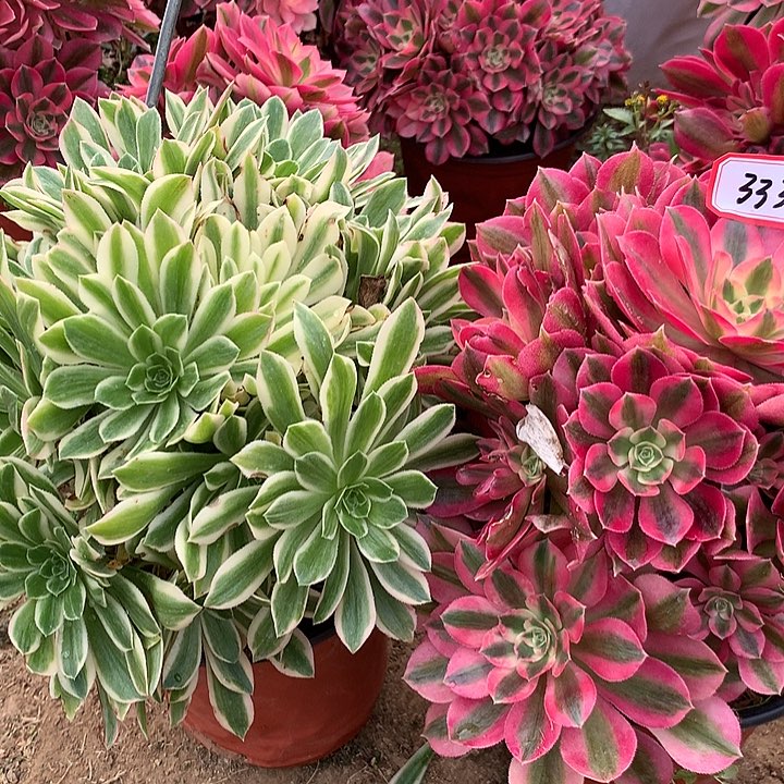 组合多肉植物333