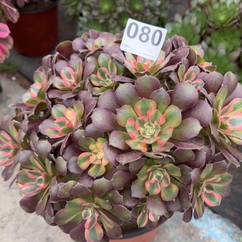 080雅典娜朵朵25厘米左右