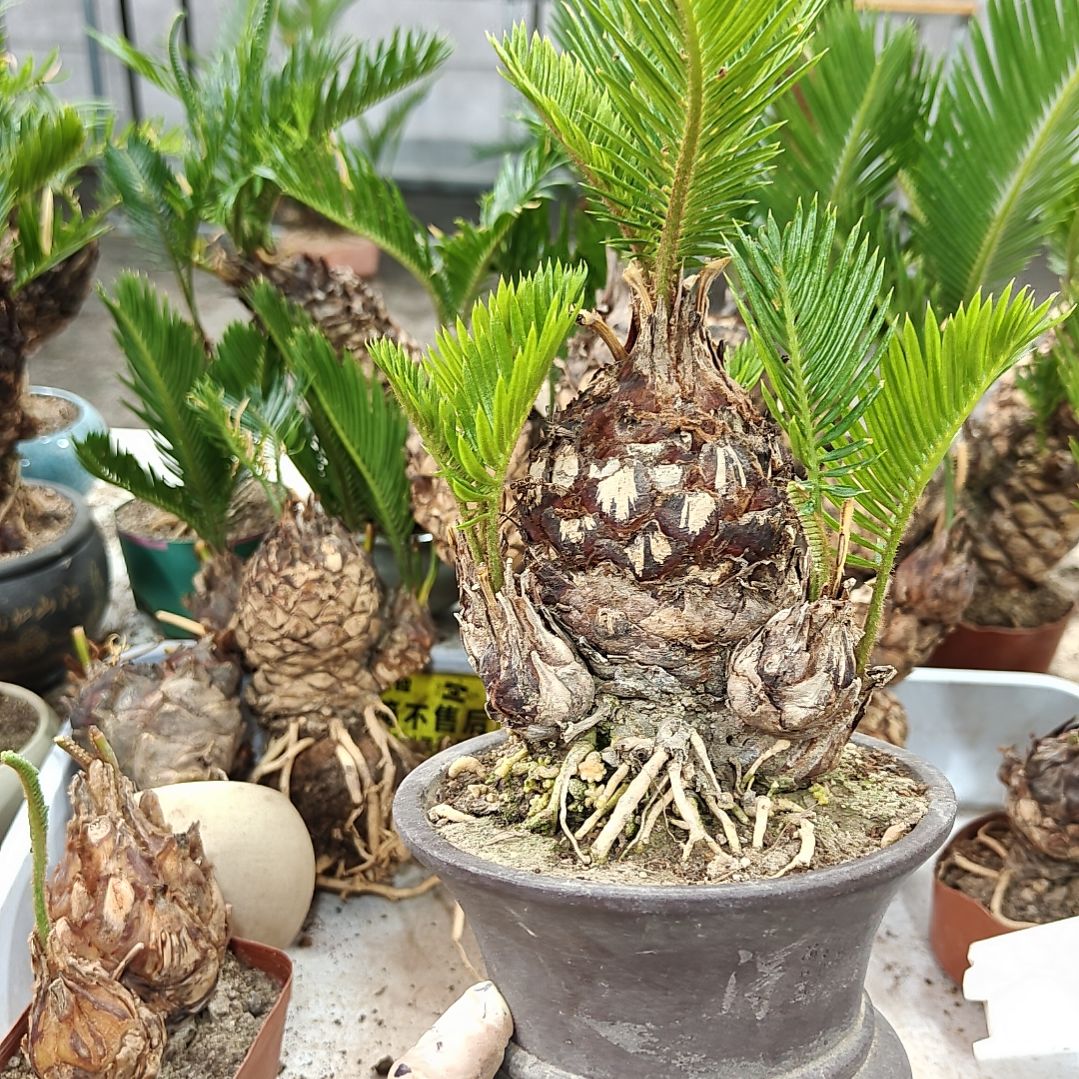 一***叶无花朵白鳞铁盆景基地价