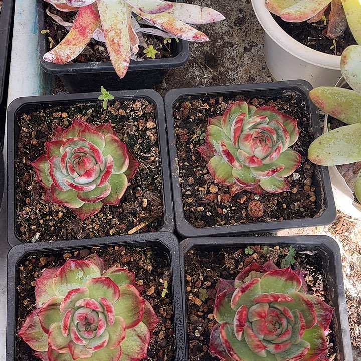惊鸿仙子一物一拍，4颗