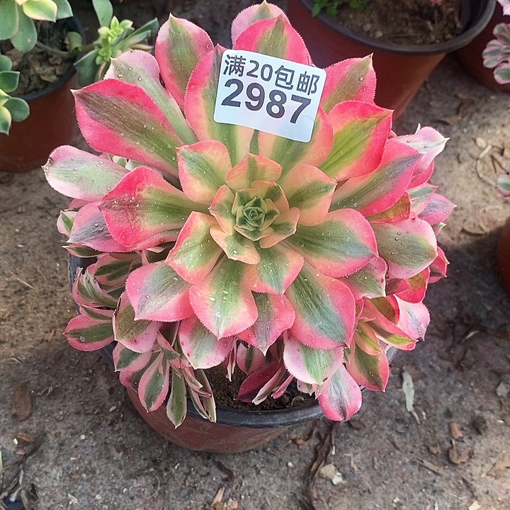 2987 一颗粉女巫法师