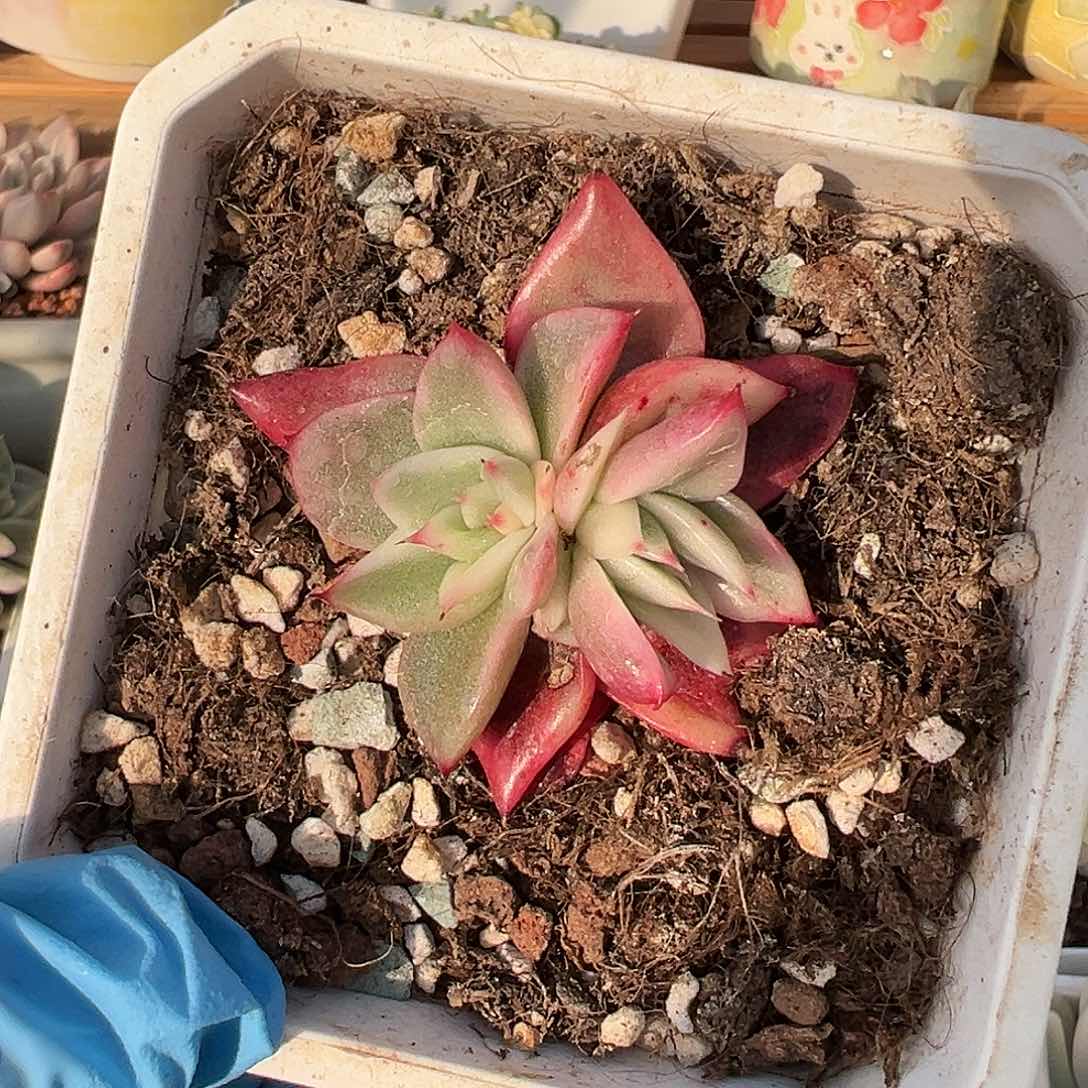 东云锦，多肉植物