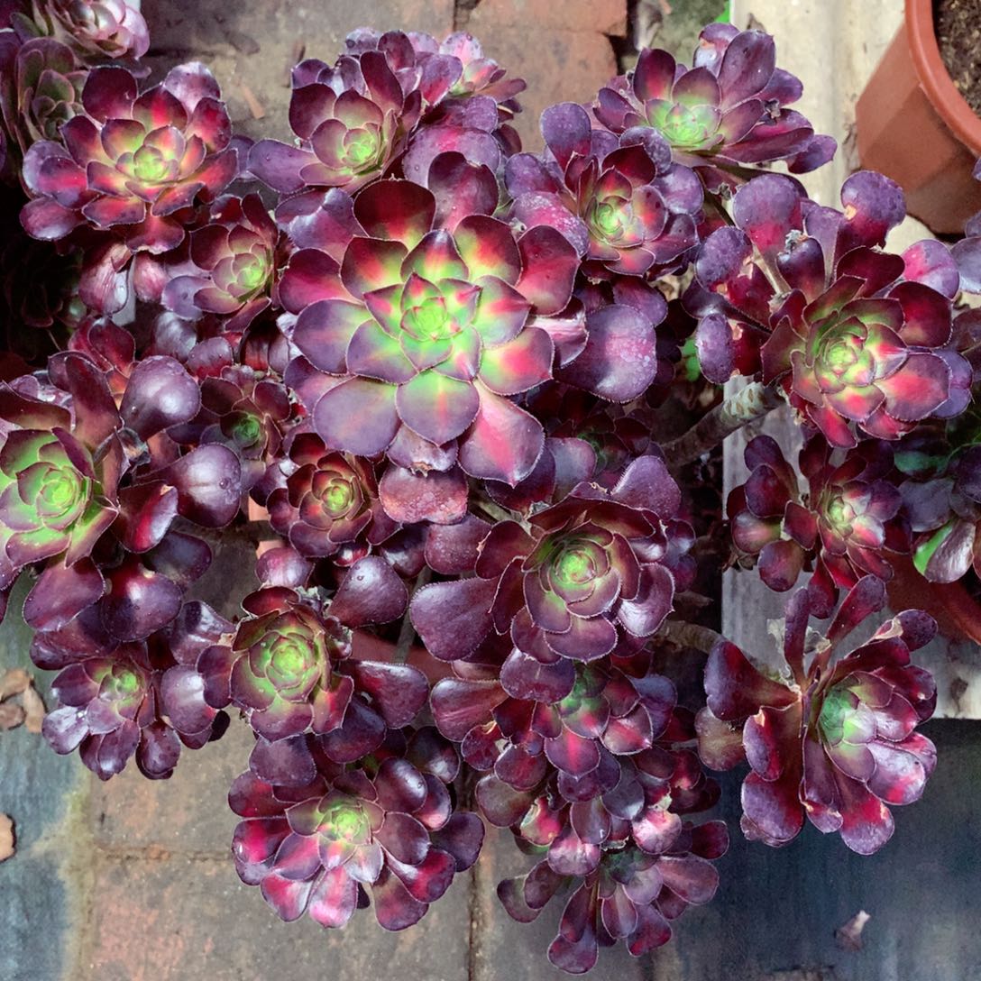 晚霞的，叶片微晒伤