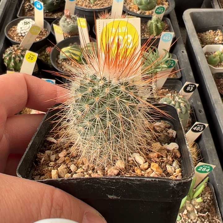 狂刺绯泉变种一棵仙人球