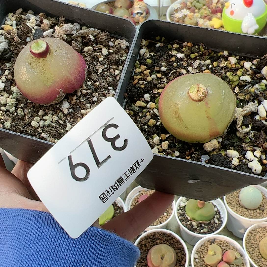 【闪购商品】幽***?379 锦