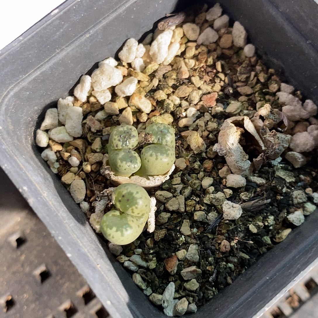 2323。    绿勋章。   