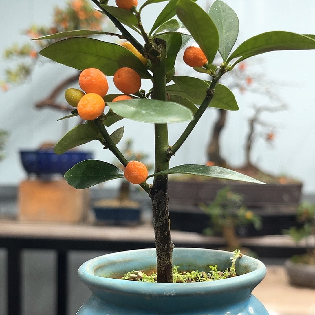 当前无花朵，栽培后可花朵