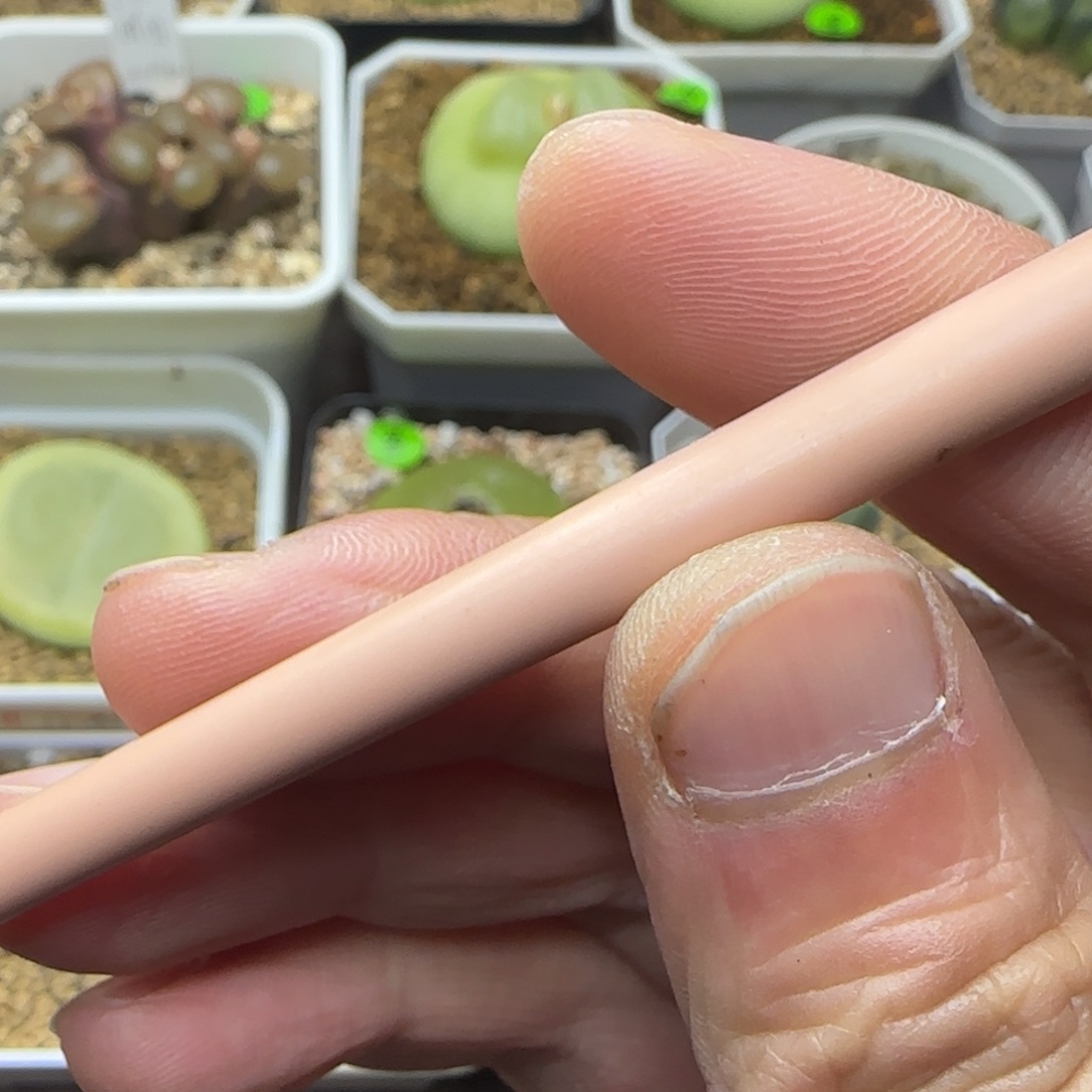 用***4专拍漂亮多肉植物300