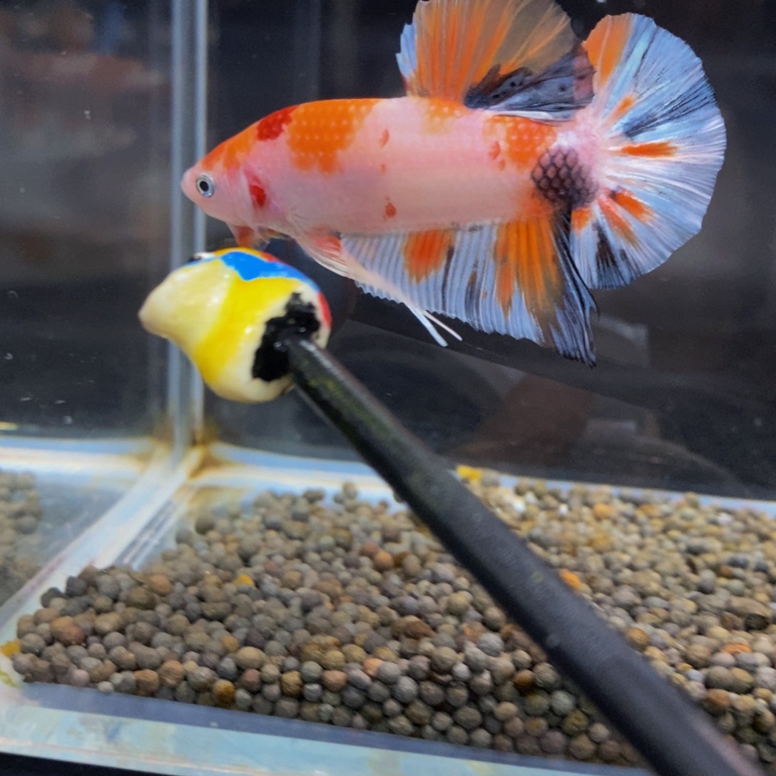 斗鱼305巨斗11巨斗